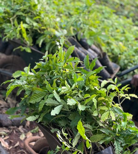 WhatsApp Image 2025-12-19 at 12.08.02